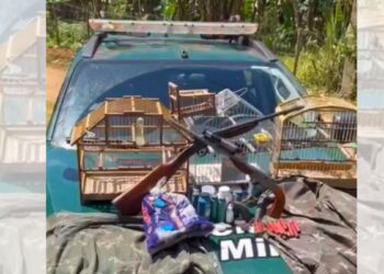 Caçador é preso em flagrante com armas e animais silvestres em Alto Guandu - Foto: Reprodução