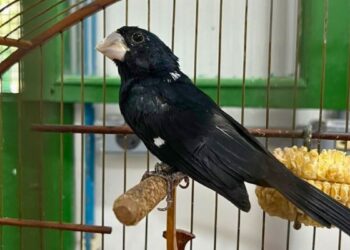 Novas regras para criadores de pássaros no ES: saiba tudo - Foto: Iema