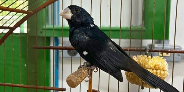 Novas regras para criadores de pássaros no ES: saiba tudo - Foto: Iema