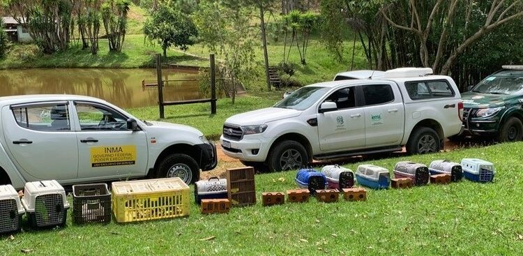 100 Animais silvestres resgatados voltam à natureza em ação do Iema na mata atlântica - Foto: Iema