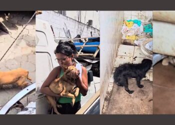 Resgate de 21 animais em condições de maus-tratos em ferro-velho na Serra - Foto: PCES