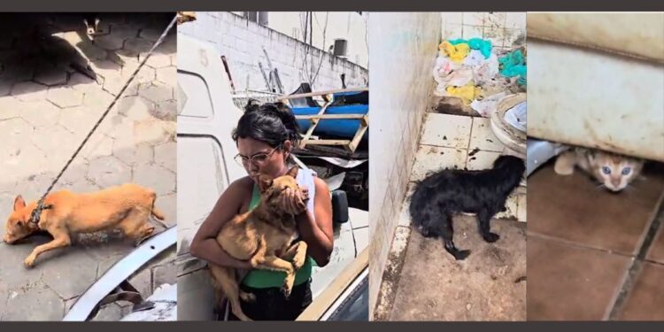 Resgate de 21 animais em condições de maus-tratos em ferro-velho na Serra - Foto: PCES