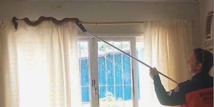 Susto em Nova Venécia: jiboia invade casa e assusta moradora - Foto: Reprodução