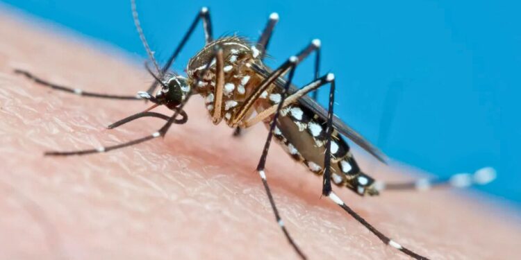 Combate à dengue em Colatina: saiba como ajudar - Foto: Reprodução