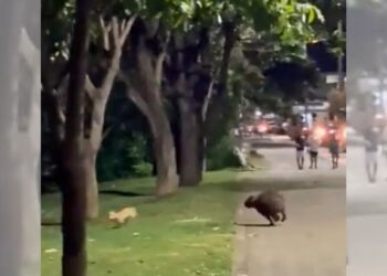 Colatina: cachorro e capivara surpreendem moradores com "pega-pega" à Beira do Rio Doce - Foto: Reprodução