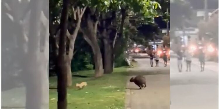 Colatina: cachorro e capivara surpreendem moradores com "pega-pega" à Beira do Rio Doce - Foto: Reprodução