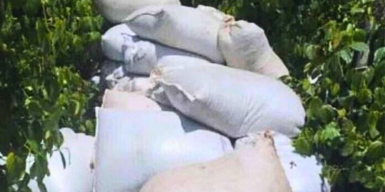 Mais de uma tonelada de pimenta roubada em fazenda de Boa Esperança - Foto: Reprodução