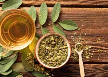 Como cultivar plantas medicinais em casa - Foto: Reprodução