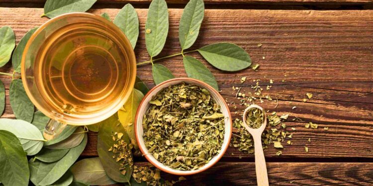 Como cultivar plantas medicinais em casa - Foto: Reprodução