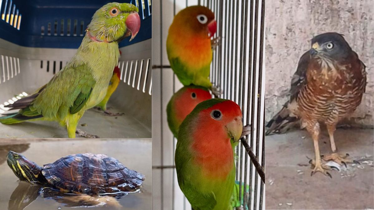 Iema disponibiliza 16 animais para adoção responsável pelo programa Guardião de Fauna - Foto: Iema