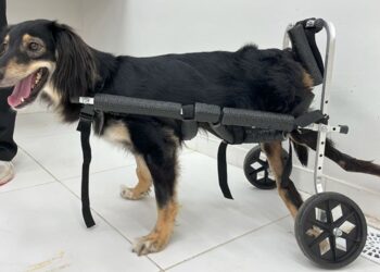 Cadelinha supera maus-tratos e busca um lar cheio de amor em Colatina - Foto: Secom/PMC