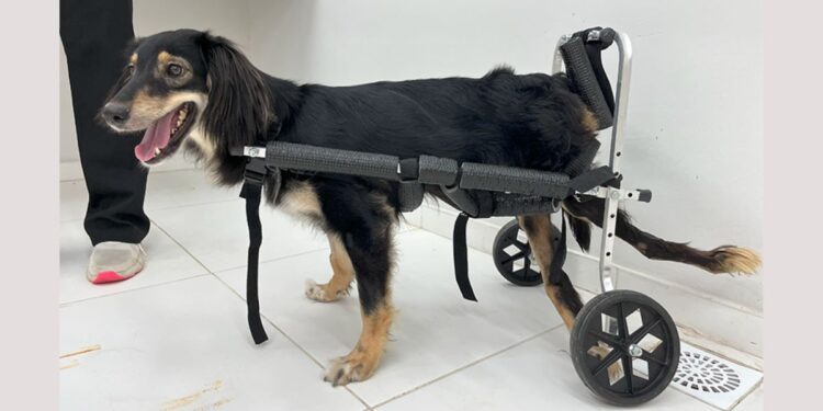 Cadelinha supera maus-tratos e busca um lar cheio de amor em Colatina - Foto: Secom/PMC