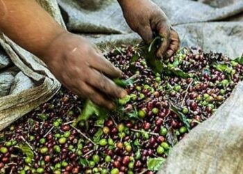 Colatina: vítima de trabalho escravo em fazenda de café recebe indenização - Foto: Reprodução