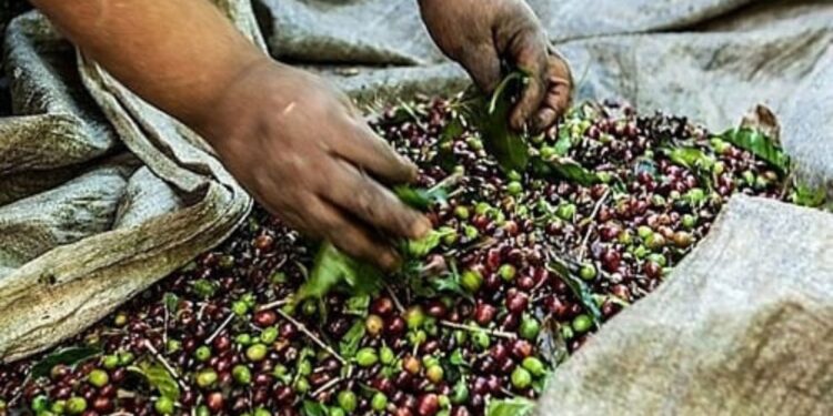 Colatina: vítima de trabalho escravo em fazenda de café recebe indenização - Foto: Reprodução