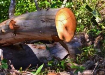 Homem morre ao ser atingido por árvore de eucalipto na zona rural de Itarana - Foto: Reprodução