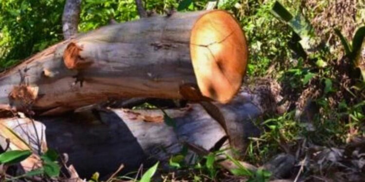 Homem morre ao ser atingido por árvore de eucalipto na zona rural de Itarana - Foto: Reprodução