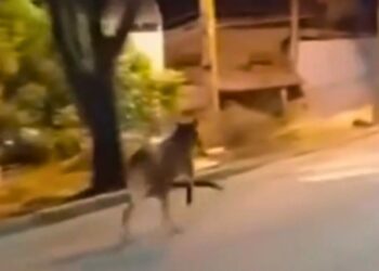 Lobo-guará é avistado em área urbana de Aracruz; biólogos alertam para desequilíbrio ambiental - Foto: Rede Social