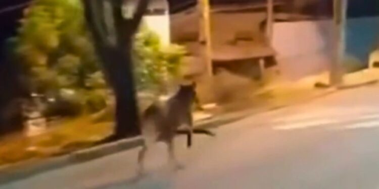 Lobo-guará é avistado em área urbana de Aracruz; biólogos alertam para desequilíbrio ambiental - Foto: Rede Social