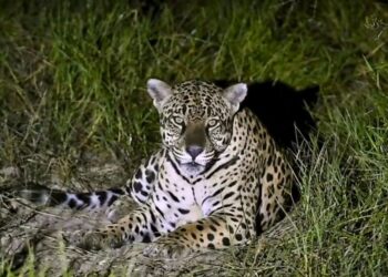 Flagrante de Onça-pintada no ES: um chamado à ação para a conservação da espécie - Foto: Reprodução