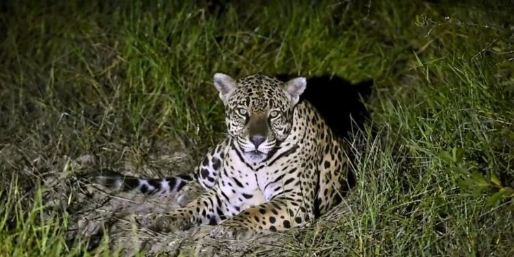 Flagrante de Onça-pintada no ES: um chamado à ação para a conservação da espécie - Foto: Reprodução