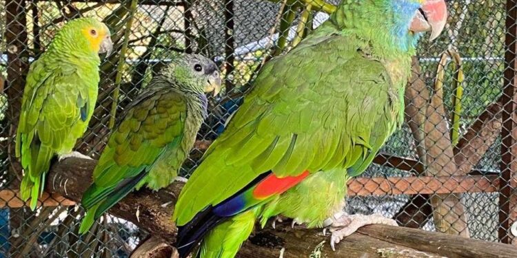 Soltura de animais silvestres no ES: saiba como cadastrar sua propriedade (Asas-ES) - Foto: Iema