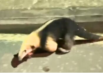 Entregador resgata Tamanduá-Mirim em Colatina e evita atropelamento - Foto: Reprodução