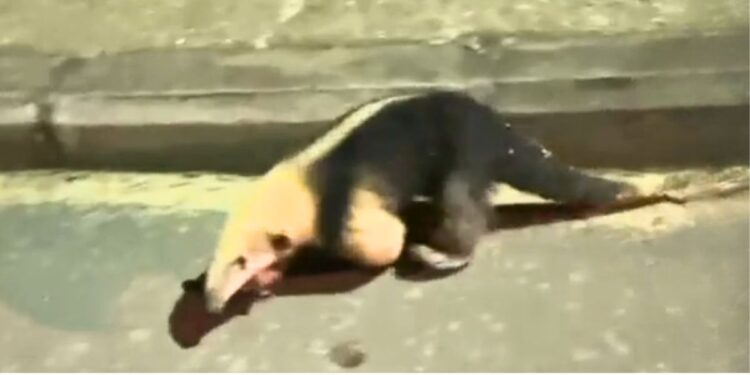 Entregador resgata Tamanduá-Mirim em Colatina e evita atropelamento - Foto: Reprodução