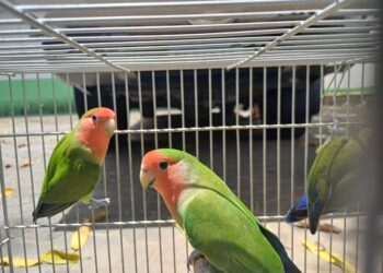 Iema disponibiliza 16 animais para adoção responsável pelo programa Guardião de Fauna - Foto: Iema