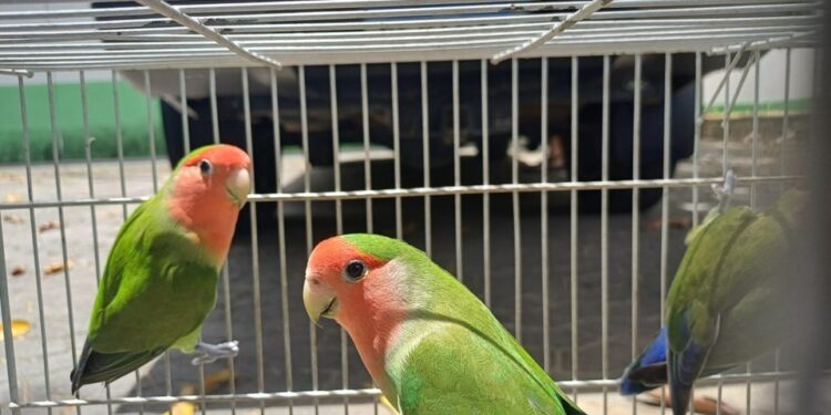 Iema disponibiliza 16 animais para adoção responsável pelo programa Guardião de Fauna - Foto: Iema