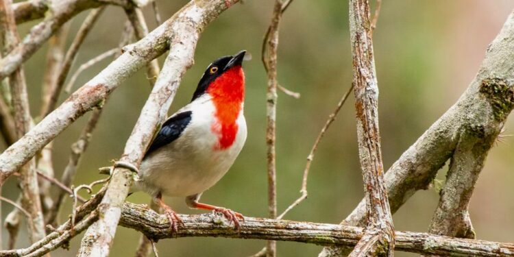 Nascimento de Filhotes de Saíra-Apunhalada: Esperança para Espécie Criticamente Ameaçada no ES - Foto: João Linhares / IMD