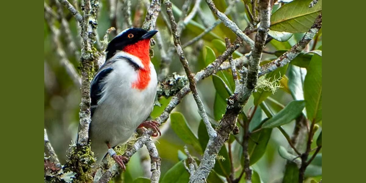 Nascimento de Filhotes de Saíra-Apunhalada: Esperança para Espécie Criticamente Ameaçada no ES -Foto: Vicente Vilas / IMD
