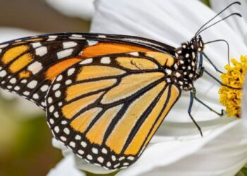 Adolescente morre após injetar conteúdo de borboleta amassada - Foto: Reprodução