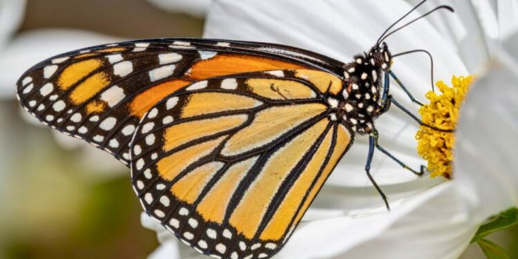 Adolescente morre após injetar conteúdo de borboleta amassada - Foto: Reprodução