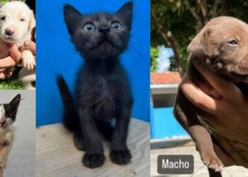 Feira de adoção de cães e gatos em Colatina: encontre seu novo amigo de quatro patas! - Foto: Secom/ PMC
