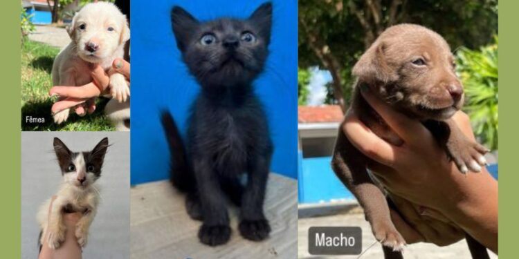 Feira de adoção de cães e gatos em Colatina: encontre seu novo amigo de quatro patas! - Foto: Secom/ PMC