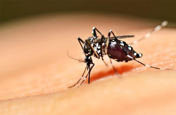 Febre Amarela e Gripe: O Alerta da Vacinação Diante do Aumento de Casos - Foto: Reprodução