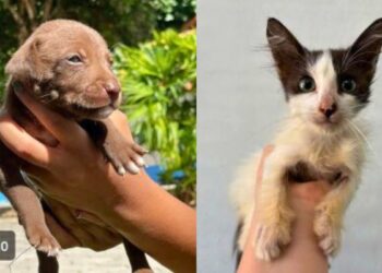 Feira de Adoção de Animais terá transporte gratuito para a população - Foto: Secom/PMC