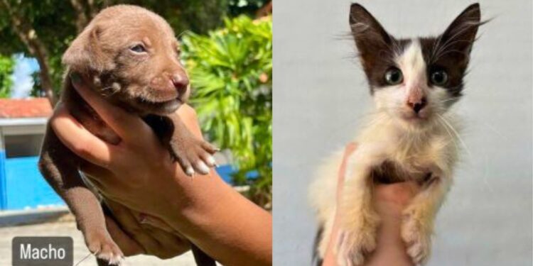 Feira de Adoção de Animais terá transporte gratuito para a população - Foto: Secom/PMC