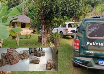 Aves silvestres ameaçadas são resgatadas de cativeiro ilegal em Santa Teresa - Foto: Iema