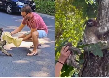 Motoristas param trânsito e salvam Bicho-Preguiça e filhote em rodovia - Foto; Rede Social
