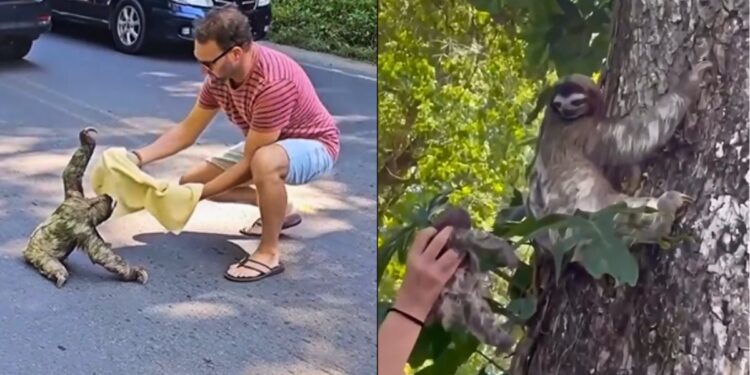 Motoristas param trânsito e salvam Bicho-Preguiça e filhote em rodovia - Foto; Rede Social