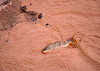 Tragédia de Mariana: Tribunal de Ética da OAB-ES apura irregularidades na captação de clientes - Foto: Reprodução