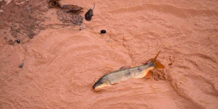 Tragédia de Mariana: Tribunal de Ética da OAB-ES apura irregularidades na captação de clientes - Foto: Reprodução