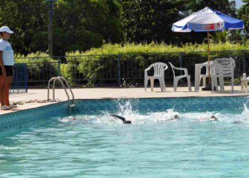 Por que a natação é um dos melhores exercícios para sua saúde? - Foto: Comuniqque