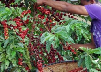 PM do ES orienta produtores de café sobre segurança durante a colheita - Foto: Reprodução