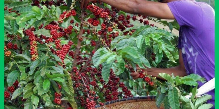 PM do ES orienta produtores de café sobre segurança durante a colheita - Foto: Reprodução