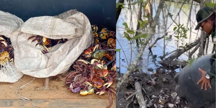 Caranguejo-uçá: Operação flagra venda ilegal em Linhares e Vitória - Foto: Polícia Ambiental/ES