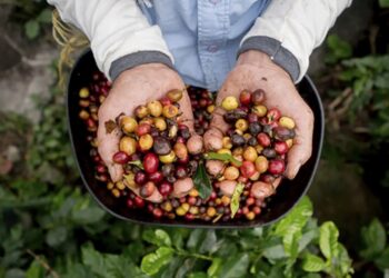 Dia de Campo aborda sustentabilidade na cafeicultura em Colatina - Foto: Divulgação