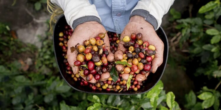 Dia de Campo aborda sustentabilidade na cafeicultura em Colatina - Foto: Divulgação