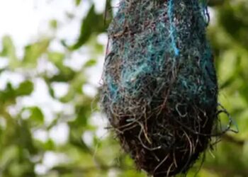 Poluição: no Brasil, aves estão fazendo ninhos com resíduos plásticos - Foto: Rádio EBC